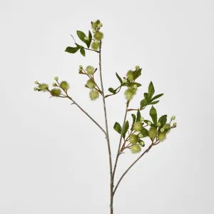 Green BlackwdWattle Acacia 85cm by Florabelle Living, a Plants for sale on Style Sourcebook