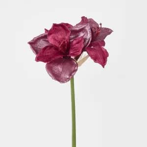 Amaryllis Spray with 2 Flowers Burgundy by Florabelle Living, a Plants for sale on Style Sourcebook