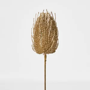 Banksia Glitter Stem Gold by Florabelle Living, a Plants for sale on Style Sourcebook