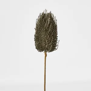 Banksia Glitter Stem Olive Green by Florabelle Living, a Plants for sale on Style Sourcebook