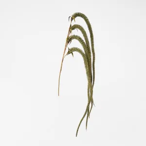 Amaranthus Stem Olive Green by Florabelle Living, a Plants for sale on Style Sourcebook