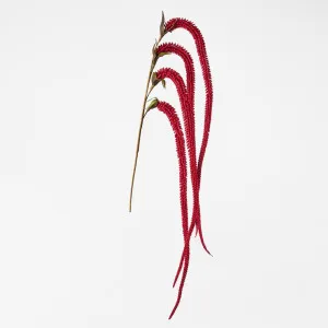 Amaranthus Stem Plum Red by Florabelle Living, a Plants for sale on Style Sourcebook