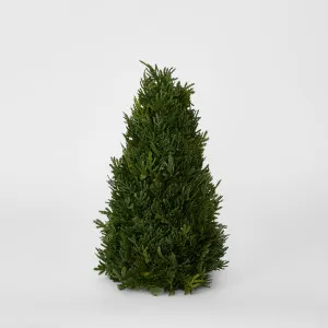 Cypress Cone 33cm by Florabelle Living, a Plants for sale on Style Sourcebook
