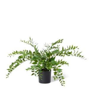 Lacquer Plant - 55cm x 55cm x 45cm by null, a Plants for sale on Style Sourcebook