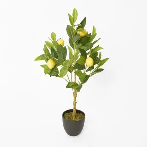 Lemon Tree 5 Fruits 70cm by Florabelle Living, a Plants for sale on Style Sourcebook