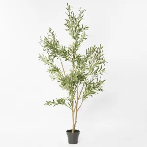 Verdant Olive Tree 180cm by Florabelle Living, a Plants for sale on Style Sourcebook