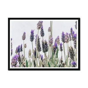 Flowering Lavender Print by null, a Prints for sale on Style Sourcebook