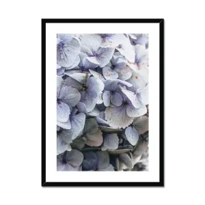 Blue Hydrangea Framed & Mounted Print by null, a Prints for sale on Style Sourcebook