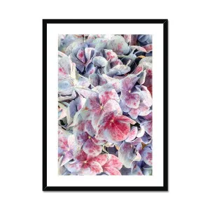 Pink & Violet Hydrangea Bontanical Framed & Mounted Print by null, a Prints for sale on Style Sourcebook