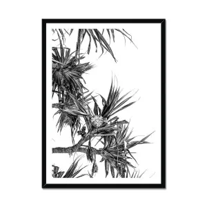 Coastal Palm Pandanus Black & White Framed Print by null, a Prints for sale on Style Sourcebook