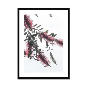 Bottlebrush Flowers #2 Botanical Framed & Mounted Print by null, a Prints for sale on Style Sourcebook