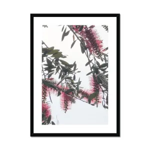 Bottlebrush Flowers #1 Botanical Framed & Mounted Print by null, a Prints for sale on Style Sourcebook