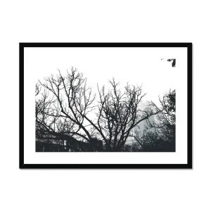 Sydney Harbour Bridge Through Trees Framed & Mounted Print by null, a Prints for sale on Style Sourcebook