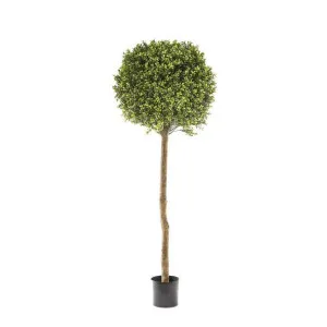 Boxwood Ball Tree 1.5m by Florabelle Living, a Plants for sale on Style Sourcebook