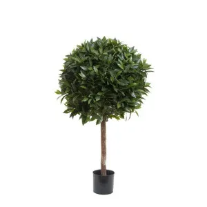 Laurel Ball Tree 1.1m by Florabelle Living, a Plants for sale on Style Sourcebook