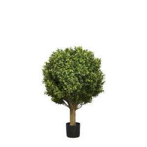 Boxwood Ball Tree 65cm by Florabelle Living, a Plants for sale on Style Sourcebook