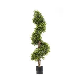 Boxwood Spiral Tree Budget 1.4m by Florabelle Living, a Plants for sale on Style Sourcebook