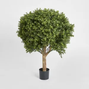 Boxwood Ball Tree 85cm by Florabelle Living, a Plants for sale on Style Sourcebook
