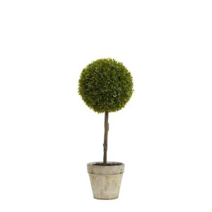 Boxwood Topiary 60cm by Florabelle Living, a Plants for sale on Style Sourcebook
