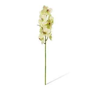 Vanda Orchid - 16 x 16 x 80cm by Elme Living, a Plants for sale on Style Sourcebook