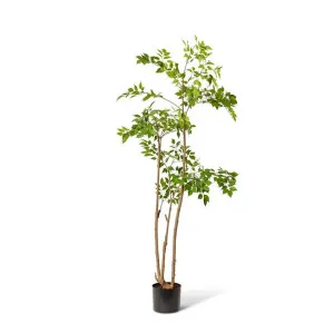 China Doll Tree - 27 x 27 x 205cm by Elme Living, a Plants for sale on Style Sourcebook