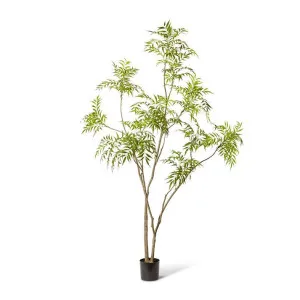 Mahonia Tree - 140 x 140 x 240cm by Elme Living, a Plants for sale on Style Sourcebook