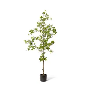 Black Olive Tree - 75 x 50 x 152cm by Elme Living, a Plants for sale on Style Sourcebook
