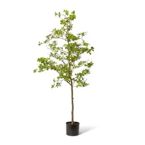 Black Olive Tree - 80 x 55 x 220cm by Elme Living, a Plants for sale on Style Sourcebook