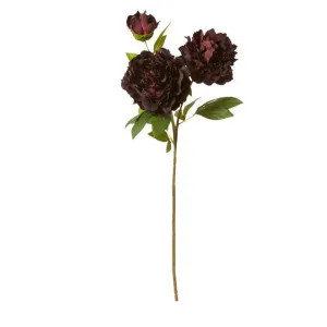 Peony Queen Spray - 30 x 20 x 76cm by James Lane, a Plants for sale on Style Sourcebook