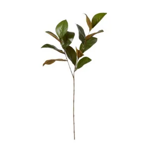 Magnolia Leaf Spray - 25 x 16 x 76cm by James Lane, a Plants for sale on Style Sourcebook