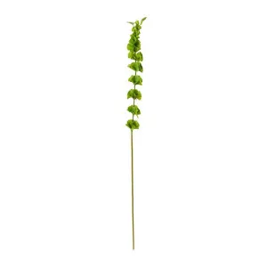 Bells of Ireland Stem - 6 x 8 x 99cm by James Lane, a Plants for sale on Style Sourcebook