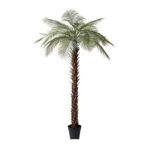  Cycas Palm Tree 120 x 120 x 260 cm by James Lane, a Plants for sale on Style Sourcebook