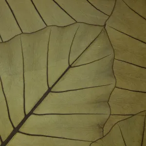 JUNGLE KING by Organoid, a Wallpaper for sale on Style Sourcebook