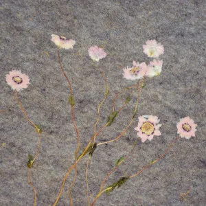 SONNENFLÜGEL Light by Organoid, a Wallpaper for sale on Style Sourcebook