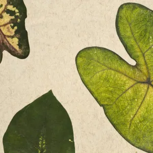 TROPICAL HEART Light by Organoid, a Wallpaper for sale on Style Sourcebook