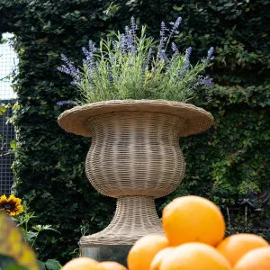 Wicker Urn by Florabelle Living, a Vases & Jars for sale on Style Sourcebook