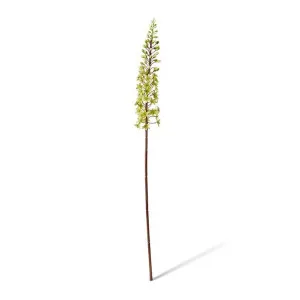 Eucomis Stem - 7 x 10 x 89cm by Elme Living, a Plants for sale on Style Sourcebook