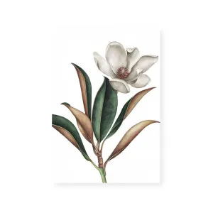 White Magnolia I by ARTHOUSEco Luxe, a Prints for sale on Style Sourcebook
