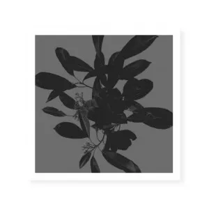 Botanical Light 2 by ARTHOUSEco Luxe, a Prints for sale on Style Sourcebook