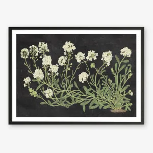 Vintage Flowers on Black Art Print by The Print Emporium, a Prints for sale on Style Sourcebook