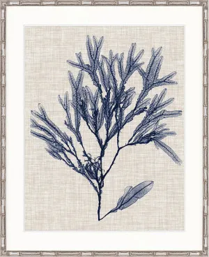 Delicate Seaweed VI by Designer Boys, a Premium Art for sale on Style Sourcebook