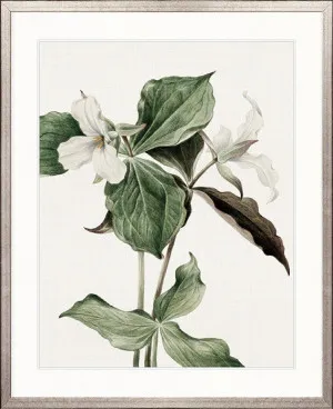 Phillipson Floral III by Designer Boys, a Premium Art for sale on Style Sourcebook