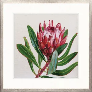 Australian Native I by Designer Boys, a Premium Art for sale on Style Sourcebook