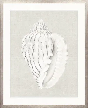 Shell on Linen VI by Designer Boys, a Premium Art for sale on Style Sourcebook