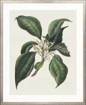 Botanical Bliss II by Designer Boys, a Premium Art for sale on Style Sourcebook