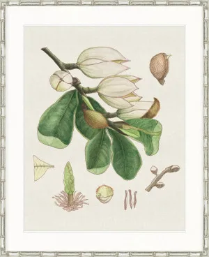 Classic Botanical Study III by Designer Boys, a Premium Art for sale on Style Sourcebook