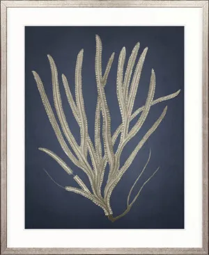 Coral Curiosity III by Designer Boys, a Premium Art for sale on Style Sourcebook