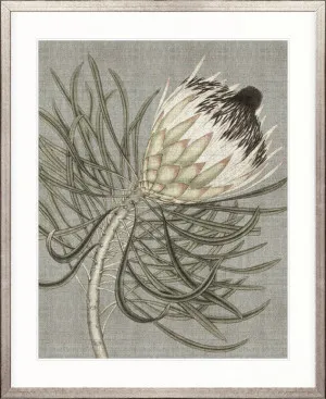 Botanist Specimen VI by Designer Boys, a Premium Art for sale on Style Sourcebook