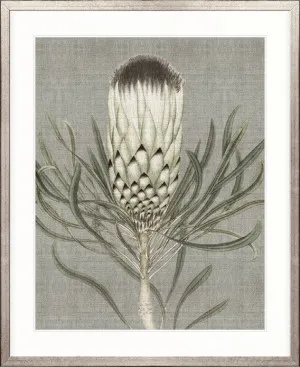 Botanist Specimen IV by Designer Boys, a Premium Art for sale on Style Sourcebook