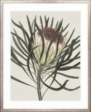 Botanist Specimen II by Designer Boys, a Premium Art for sale on Style Sourcebook